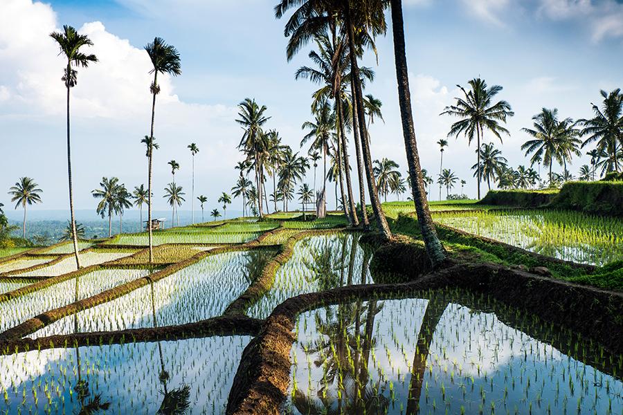 Senaru ricefields, Lombok, Indonesia