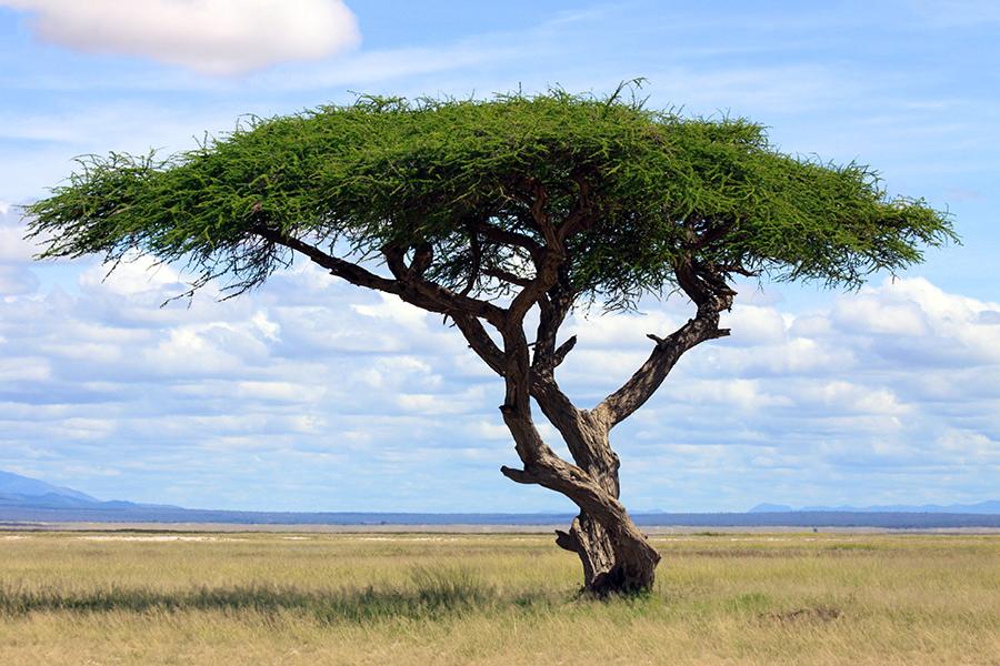 Acacia tree, Kenya | Top 10 things to do in Kenya