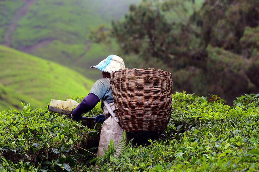 Picking tea in the Cameron Highlands, Malaysia | Top 10 things to do in Malaysia