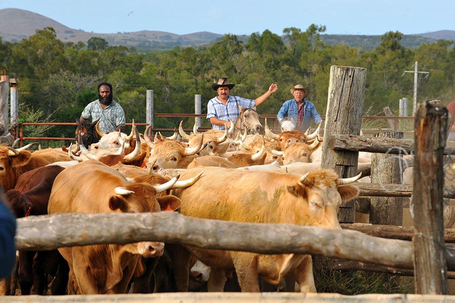 Caledonian cattle farms are managed by "broussards" (bush locals)