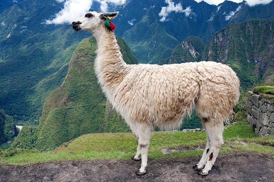 A llama at Machu Picchu, Peru | Peru Travel Guide