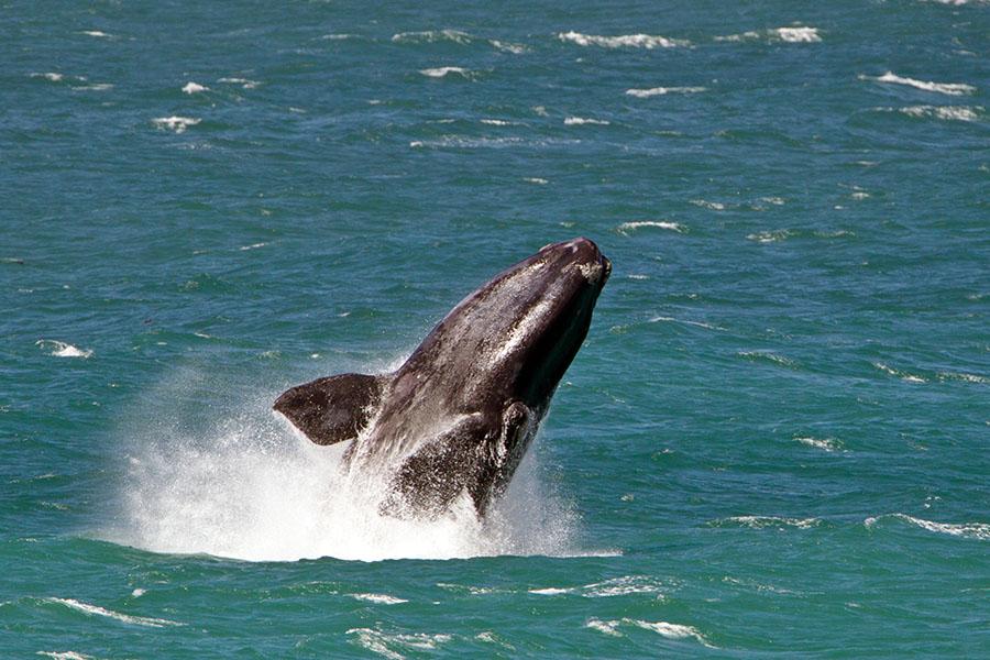 Drive along the Garden Route and spot whales off the coast 