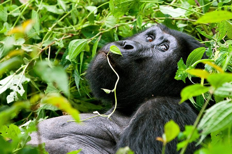 Mountain Gorilla, Bwindi National Park, Uganda | Uganda Travel Guide