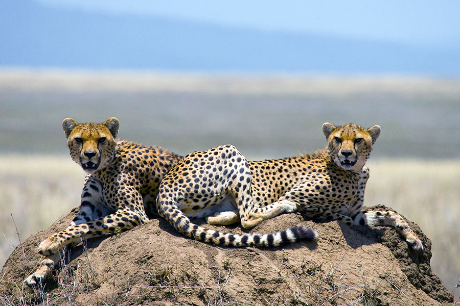 Discover cheetahs sunning themselves in Serengeti National Park